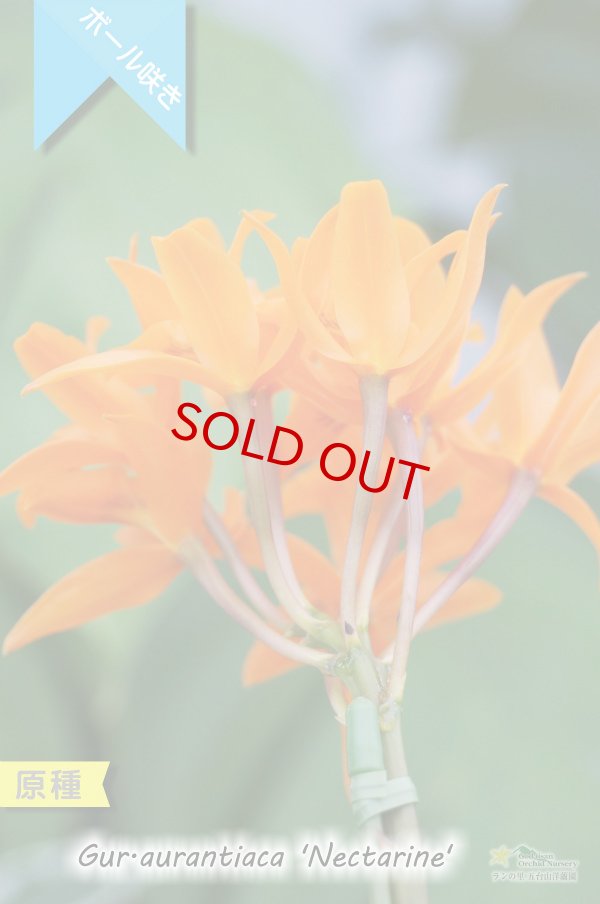 画像4: 【中米原産のラン】Gur.aurantiaca 'Nectarine' （原種）グアリアンセ　オウランティアカ  'ネクタリン' (4)