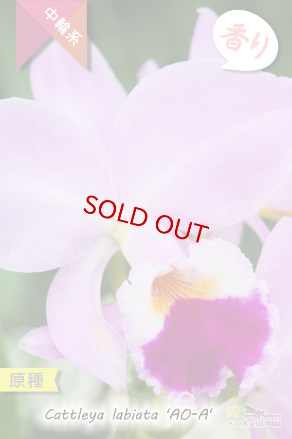 画像2: 【カトレアを代表する原種カトレア】C.labiata 'AO-A' (原種)カトレア ラビアタ (2)