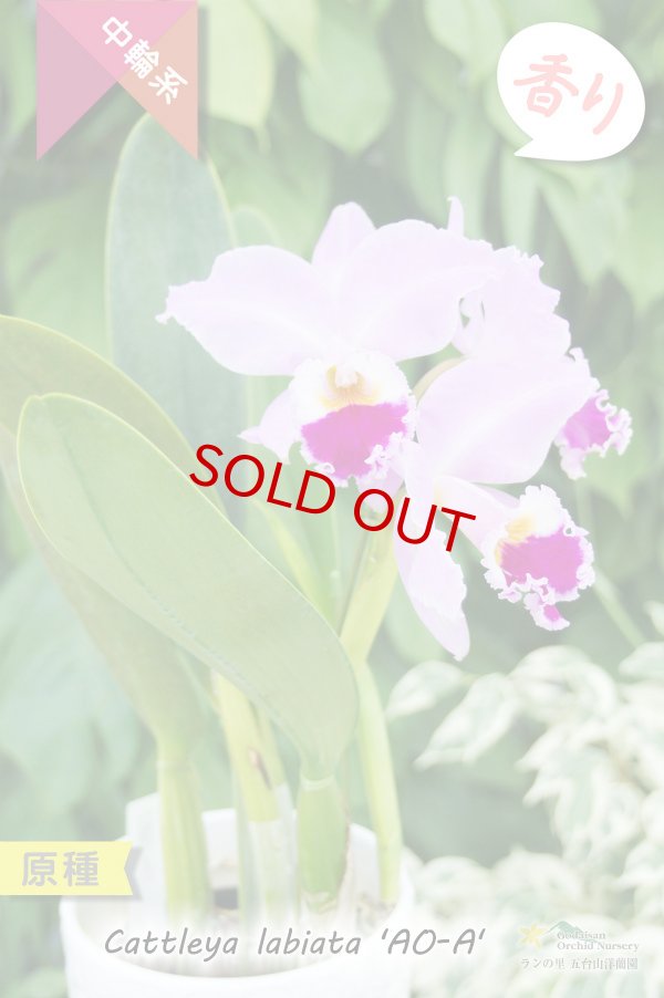 画像3: 【カトレアを代表する原種カトレア】C.labiata 'AO-A' (原種)カトレア ラビアタ (3)