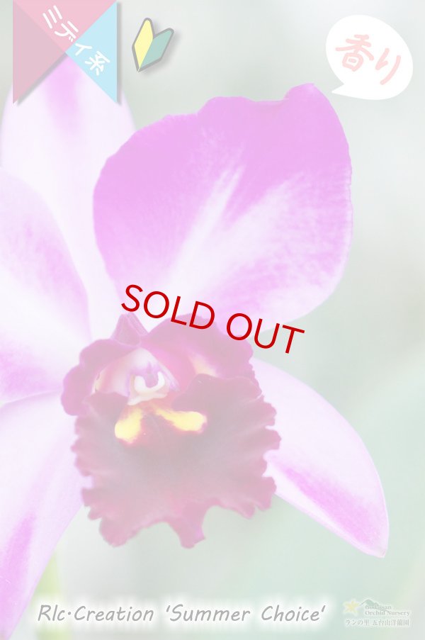 画像2: 【香りのある派手な色彩のミディカトレア】Rlc.Creation 'Summer Choice' （交配種）カトレア　クリエイション‘サマーチョイス’ (2)