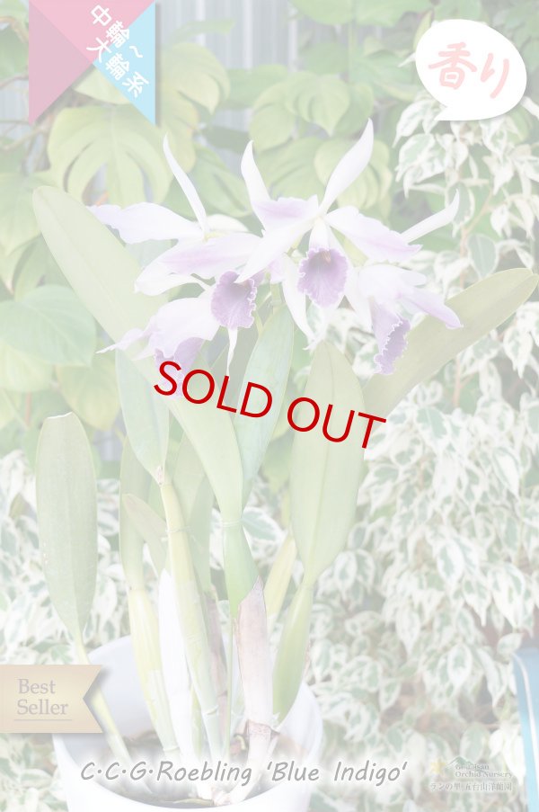 画像5: 【優雅な雰囲気のブルー系カトレア】C.C.G.Roebling 'Blue Indigo'(交配種) カトレア　シージーロブリング　‘ブルーインディゴ’ (5)