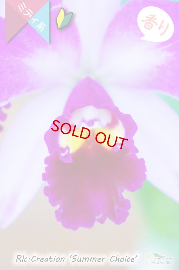 画像3: 【香りのある派手な色彩のミディカトレア】Rlc.Creation 'Summer Choice' （交配種）カトレア　クリエイション‘サマーチョイス’ (3)