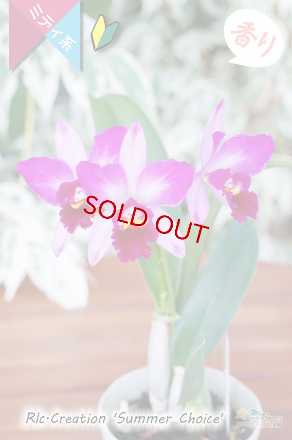 画像4: 【香りのある派手な色彩のミディカトレア】Rlc.Creation 'Summer Choice' （交配種）カトレア　クリエイション‘サマーチョイス’ (4)