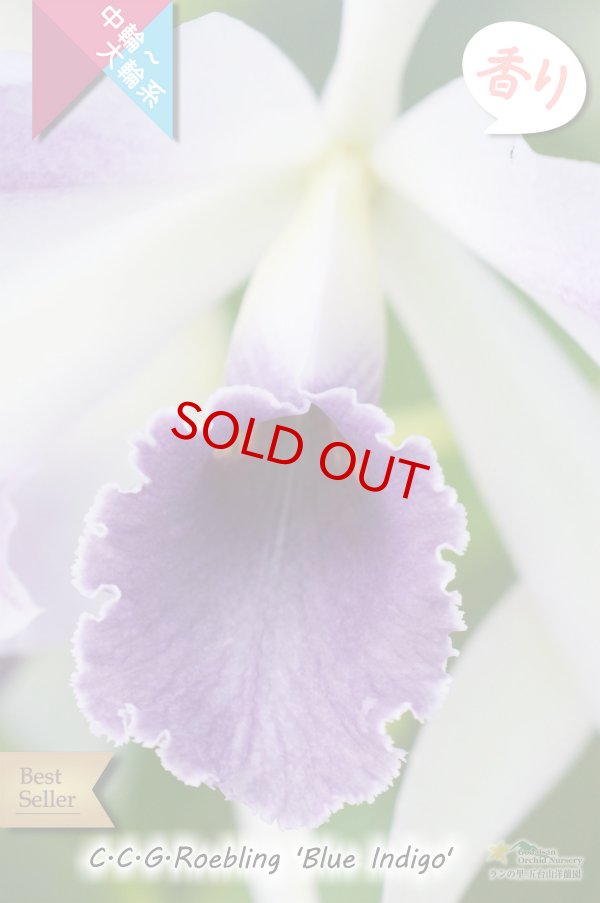 画像3: 【優雅な雰囲気のブルー系カトレア】C.C.G.Roebling 'Blue Indigo'(交配種) カトレア　シージーロブリング　‘ブルーインディゴ’ (3)