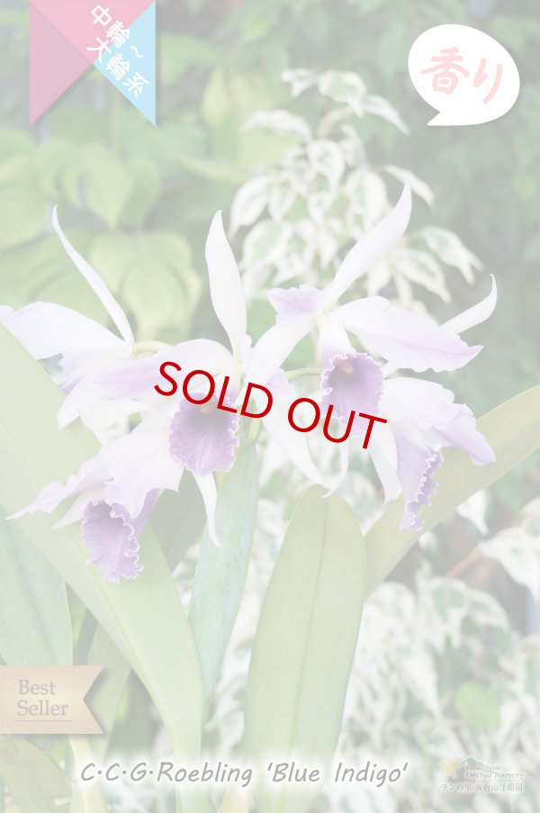 画像4: 【優雅な雰囲気のブルー系カトレア】C.C.G.Roebling 'Blue Indigo'(交配種) カトレア　シージーロブリング　‘ブルーインディゴ’ (4)