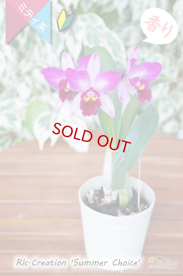 画像5: 【香りのある派手な色彩のミディカトレア】Rlc.Creation 'Summer Choice' （交配種）カトレア　クリエイション‘サマーチョイス’ (5)
