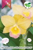 画像1: 【現品・丈夫で咲かせやすい黄色系実生カトレア】(Rth.Golden Jubilee×Rlc.Goldenzelle)'G86-35'（品種名未登録）カトレア　(ゴールデンジュビリー?ゴールデンゼル)'G86-35' (1)