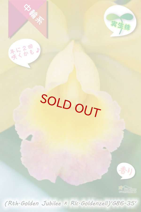 画像2: 【現品・丈夫で咲かせやすい黄色系実生カトレア】(Rth.Golden Jubilee×Rlc.Goldenzelle)'G86-35'(品種名未登録)カトレア (ゴールデンジュビリー?ゴールデンゼル)'G86-35' (2)