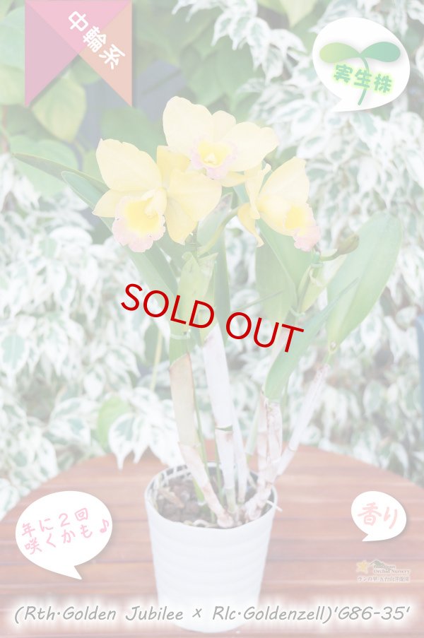 画像5: 【現品・丈夫で咲かせやすい黄色系実生カトレア】(Rth.Golden Jubilee×Rlc.Goldenzelle)'G86-35'(品種名未登録)カトレア (ゴールデンジュビリー?ゴールデンゼル)'G86-35' (5)