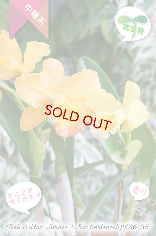 画像4: 【現品・丈夫で咲かせやすい黄色系実生カトレア】(Rth.Golden Jubilee×Rlc.Goldenzelle)'G86-35'(品種名未登録)カトレア (ゴールデンジュビリー?ゴールデンゼル)'G86-35' (4)