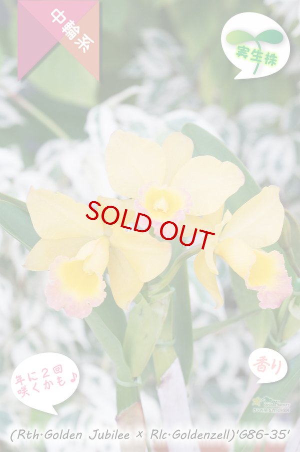 画像3: 【現品・丈夫で咲かせやすい黄色系実生カトレア】(Rth.Golden Jubilee×Rlc.Goldenzelle)'G86-35'(品種名未登録)カトレア (ゴールデンジュビリー?ゴールデンゼル)'G86-35' (3)