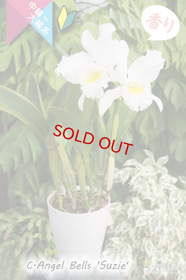 画像4: 【白色中輪〜大輪カトレア】C.Angel Bells 'Suzie'（交配種）カトレア　エンジェルベルズ ‘スージー' (4)