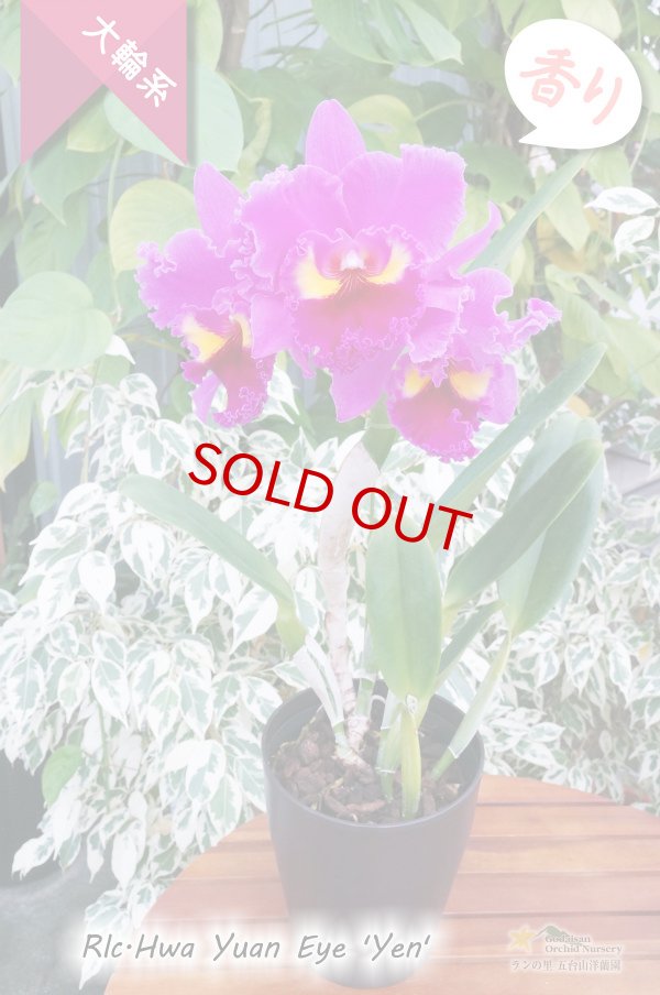 画像7: 【極大輪ラベンダー系カトレア】Rlc.Hwa Yuan Eye 'Yen'（交配種）カトレア系　ウワ ヤン アイ ‘イェン' (7)