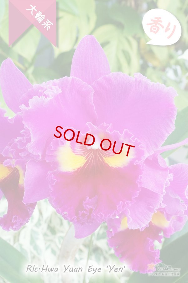 画像2: 【極大輪ラベンダー系カトレア】Rlc.Hwa Yuan Eye 'Yen'（交配種）カトレア系　ウワ ヤン アイ ‘イェン' (2)