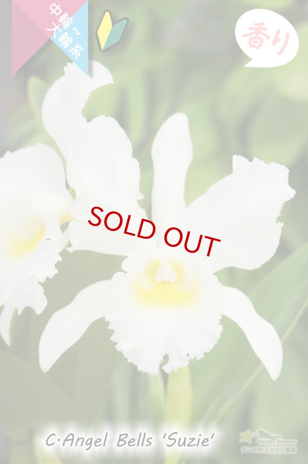 画像2: 【白色中輪〜大輪カトレア】C.Angel Bells 'Suzie'（交配種）カトレア　エンジェルベルズ ‘スージー' (2)