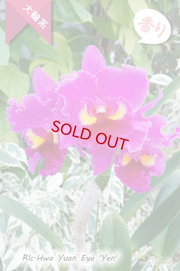 画像6: 【極大輪ラベンダー系カトレア】Rlc.Hwa Yuan Eye 'Yen'（交配種）カトレア系　ウワ ヤン アイ ‘イェン' (6)