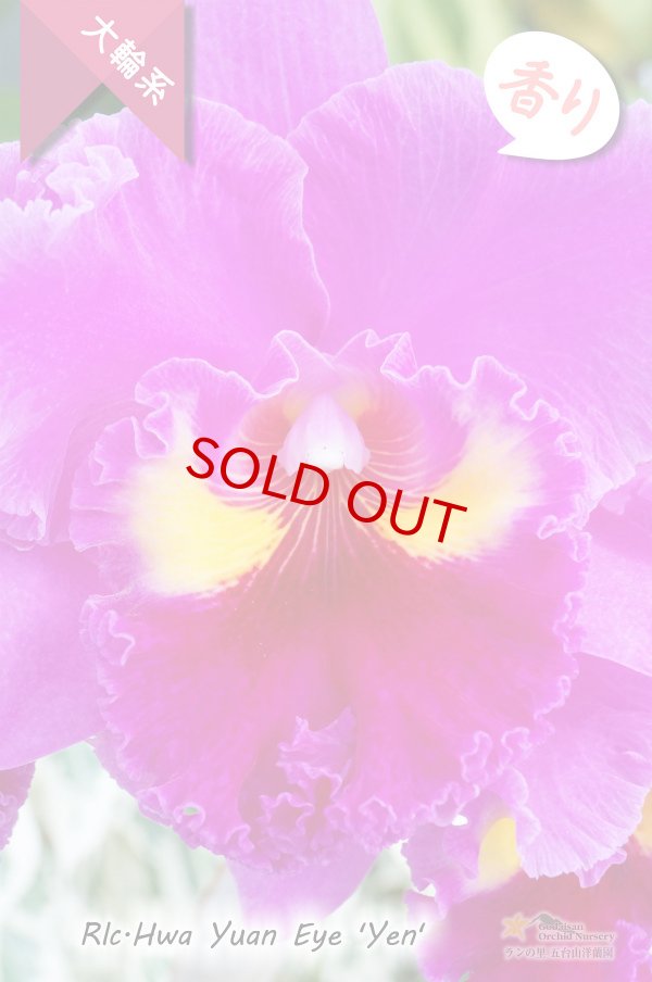 画像4: 【極大輪ラベンダー系カトレア】Rlc.Hwa Yuan Eye 'Yen'（交配種）カトレア系　ウワ ヤン アイ ‘イェン' (4)