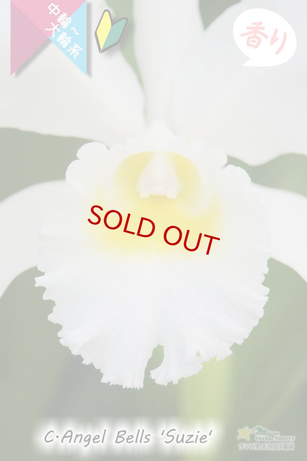 画像3: 【白色中輪〜大輪カトレア】C.Angel Bells 'Suzie'（交配種）カトレア　エンジェルベルズ ‘スージー' (3)