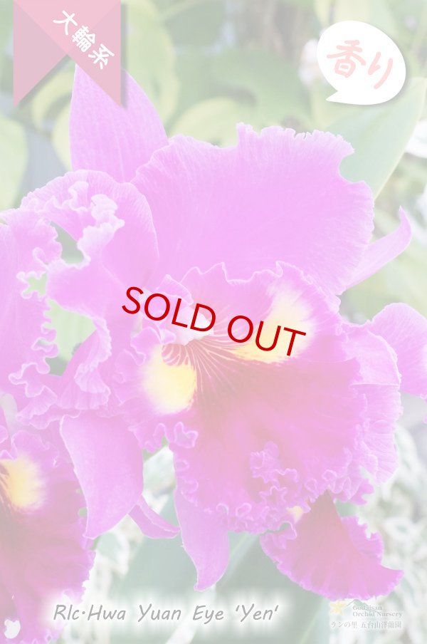 画像3: 【極大輪ラベンダー系カトレア】Rlc.Hwa Yuan Eye 'Yen'（交配種）カトレア系　ウワ ヤン アイ ‘イェン' (3)