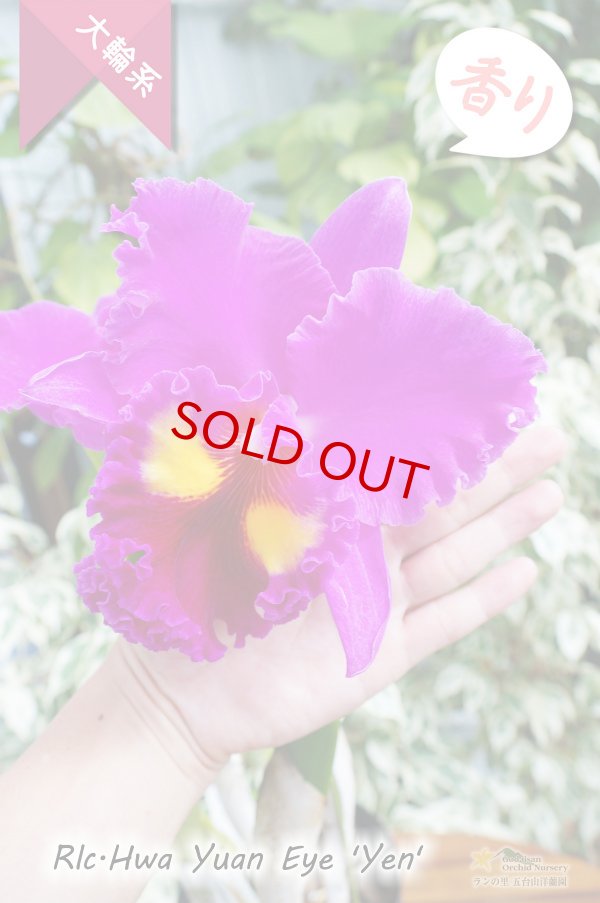 画像5: 【極大輪ラベンダー系カトレア】Rlc.Hwa Yuan Eye 'Yen'（交配種）カトレア系　ウワ ヤン アイ ‘イェン' (5)