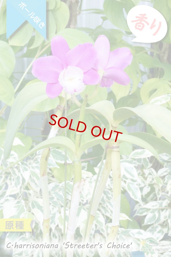 画像3: 【ハリソニアナの優秀個体・カトレア系原種】C.harisoniana ‘Streeter's Choice'（原種）カトレア　ハリソニアナ　‘ストリーターズチョイス’ (3)