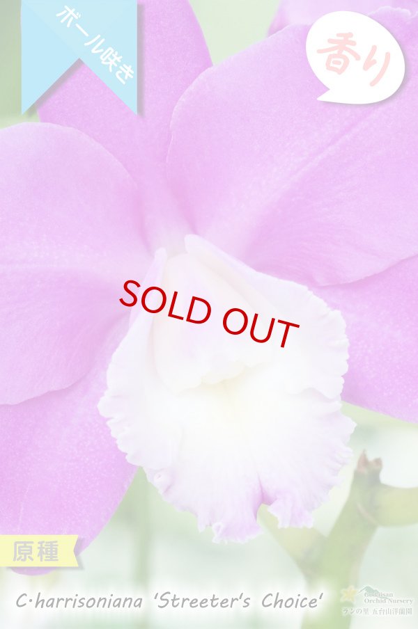 画像2: 【ハリソニアナの優秀個体・カトレア系原種】C.harisoniana ‘Streeter's Choice'（原種）カトレア　ハリソニアナ　‘ストリーターズチョイス’ (2)