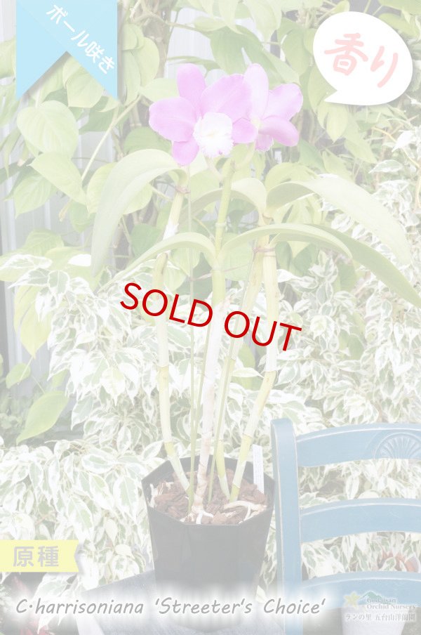 画像4: 【ハリソニアナの優秀個体・カトレア系原種】C.harisoniana ‘Streeter's Choice'（原種）カトレア　ハリソニアナ　‘ストリーターズチョイス’ (4)