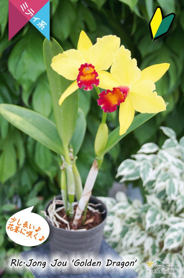 画像3: 【黄色と赤色のコントラストが素敵なミディカトレア】Rlc.Jong Jou‘Golden Dragon' （交配種）カトレア系　ジョンジュ‘ゴールデンドラゴン' (3)