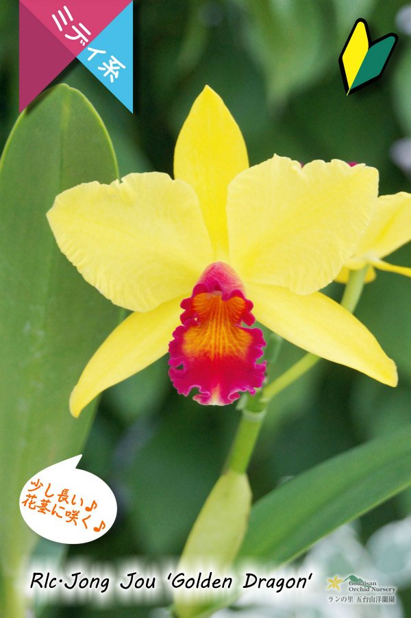 画像1: 【黄色と赤色のコントラストが素敵なミディカトレア】Rlc.Jong Jou‘Golden Dragon' （交配種）カトレア系　ジョンジュ‘ゴールデンドラゴン' (1)
