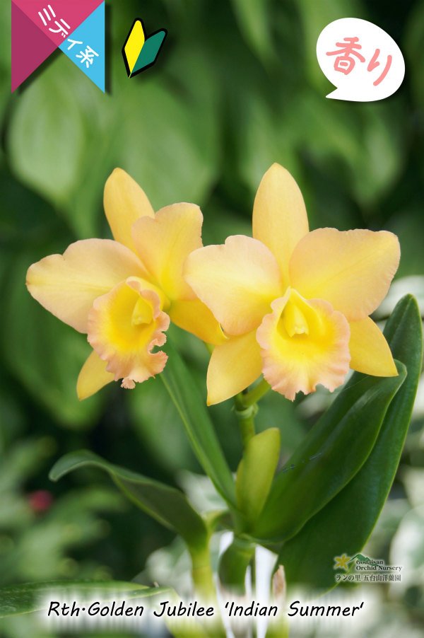 画像3: 【花持ちの良いオレンジ色のミディカトレア】Rth.Golden Jubilee 'Indian Summer'（交配種）カトレア系　ゴールデンジュビリー‘インディアンサマー’ (3)