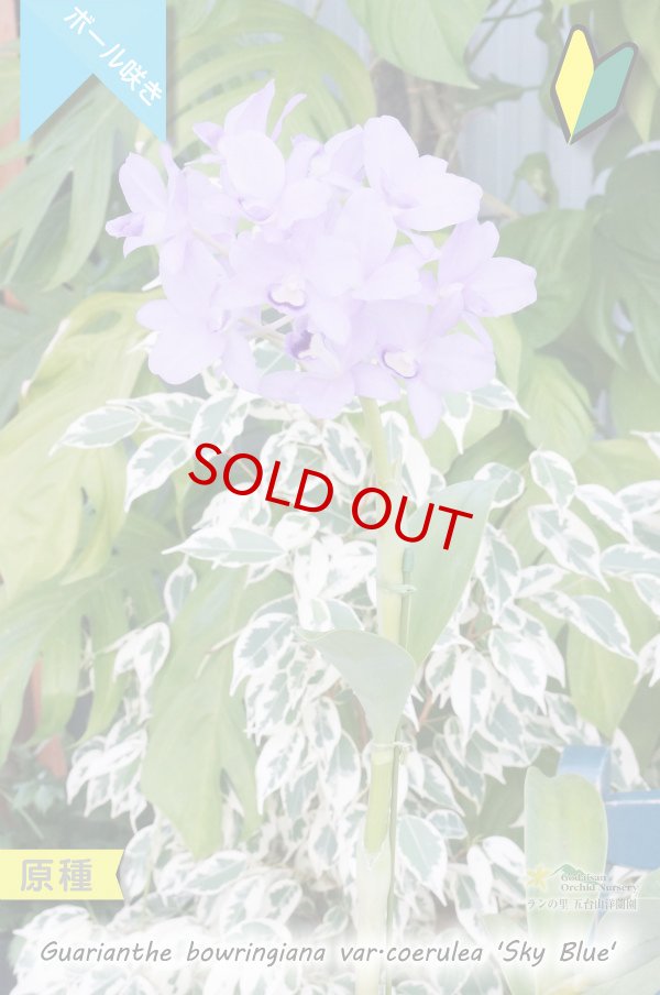 画像4: 【ブルー系・ボール咲きカトレア原種】Gur.bowringiana var.coerulea ‘Sky Blue' （原種）グアリアンセ　ボーリンギアナ　セルレア　‘スカイブルー' (4)