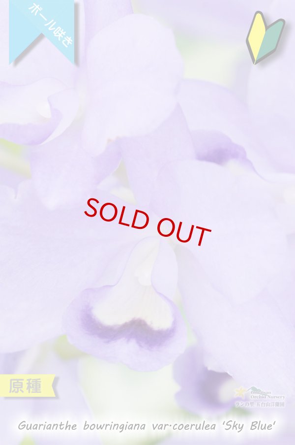 画像3: 【ブルー系・ボール咲きカトレア原種】Gur.bowringiana var.coerulea ‘Sky Blue' (原種)グアリアンセ ボーリンギアナ セルレア ‘スカイブルー' (3)