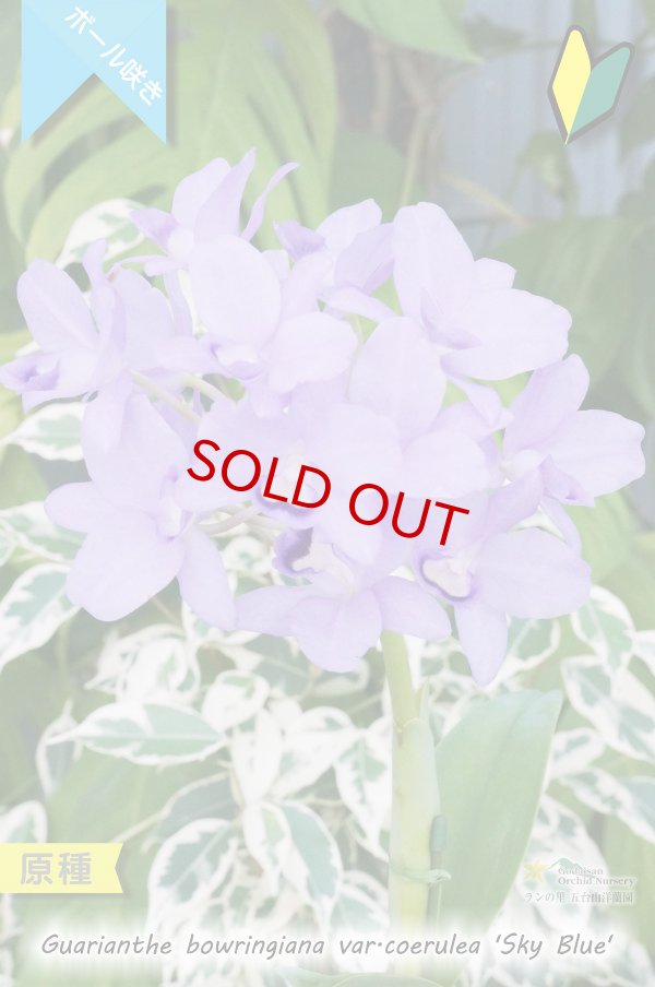 画像2: 【ブルー系・ボール咲きカトレア原種】Gur.bowringiana var.coerulea ‘Sky Blue' (原種)グアリアンセ ボーリンギアナ セルレア ‘スカイブルー' (2)