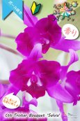 画像1: 【まるでベルベットの様な濃紫紅色スプラッシュカトレア】Ctt.Tristar Bouquet 'Salvia' （交配種）カトレア系　トライスターブーケット　‘サルビア’ (1)