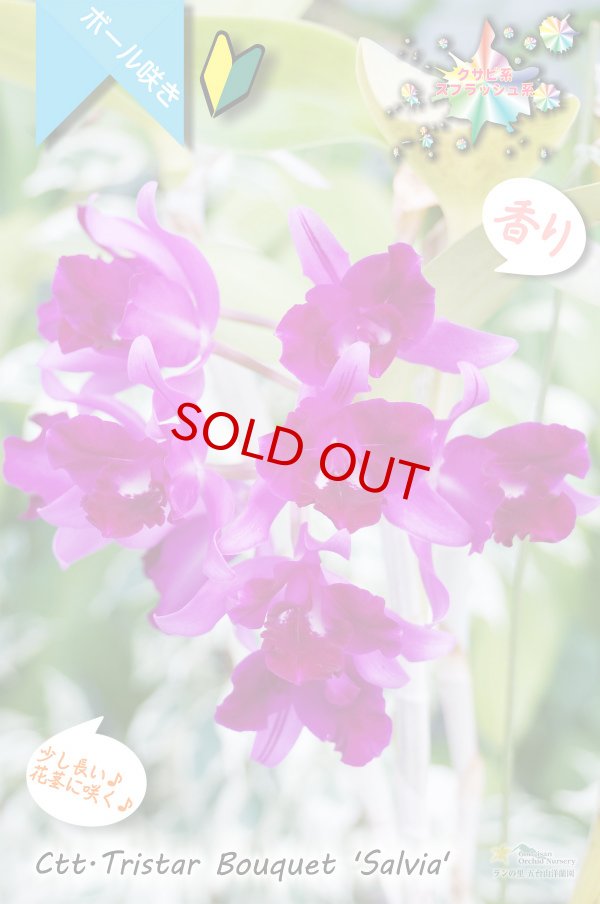 画像5: 【まるでベルベットの様な濃紫紅色スプラッシュカトレア】Ctt.Tristar Bouquet 'Salvia' (交配種)カトレア系 トライスターブーケット ‘サルビア’ (5)