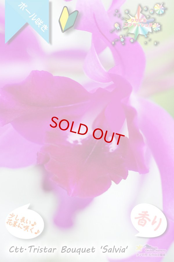 画像3: 【まるでベルベットの様な濃紫紅色スプラッシュカトレア】Ctt.Tristar Bouquet 'Salvia' (交配種)カトレア系 トライスターブーケット ‘サルビア’ (3)