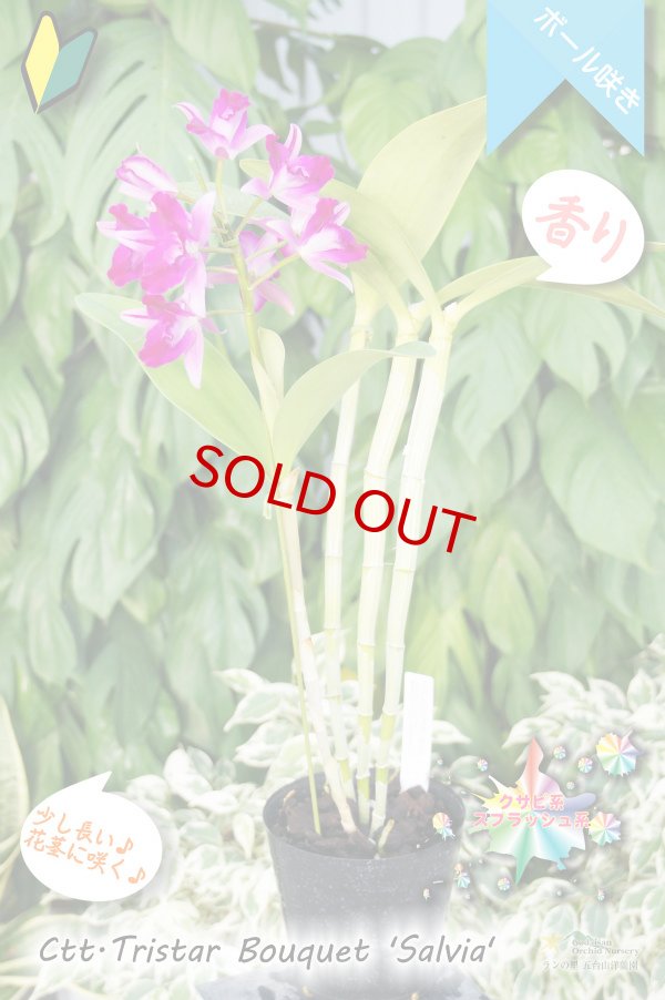 画像6: 【まるでベルベットの様な濃紫紅色スプラッシュカトレア】Ctt.Tristar Bouquet 'Salvia' (交配種)カトレア系 トライスターブーケット ‘サルビア’ (6)