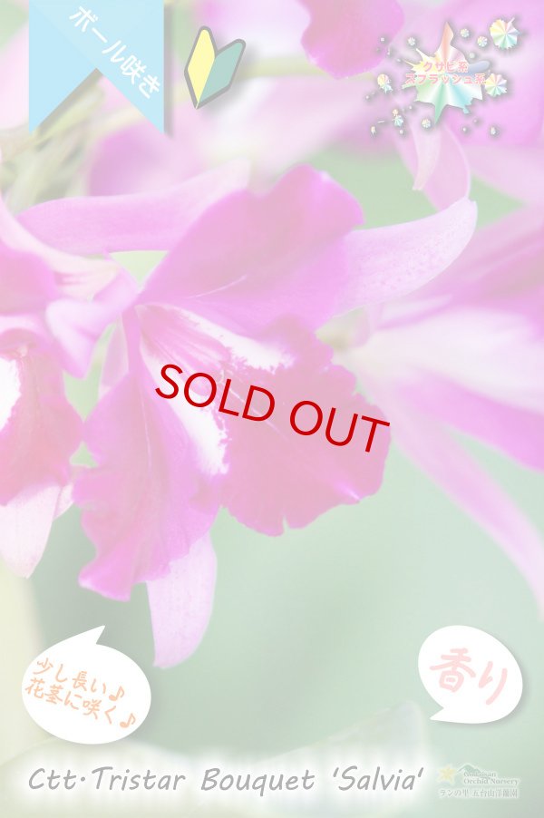 画像4: 【まるでベルベットの様な濃紫紅色スプラッシュカトレア】Ctt.Tristar Bouquet 'Salvia' (交配種)カトレア系 トライスターブーケット ‘サルビア’ (4)