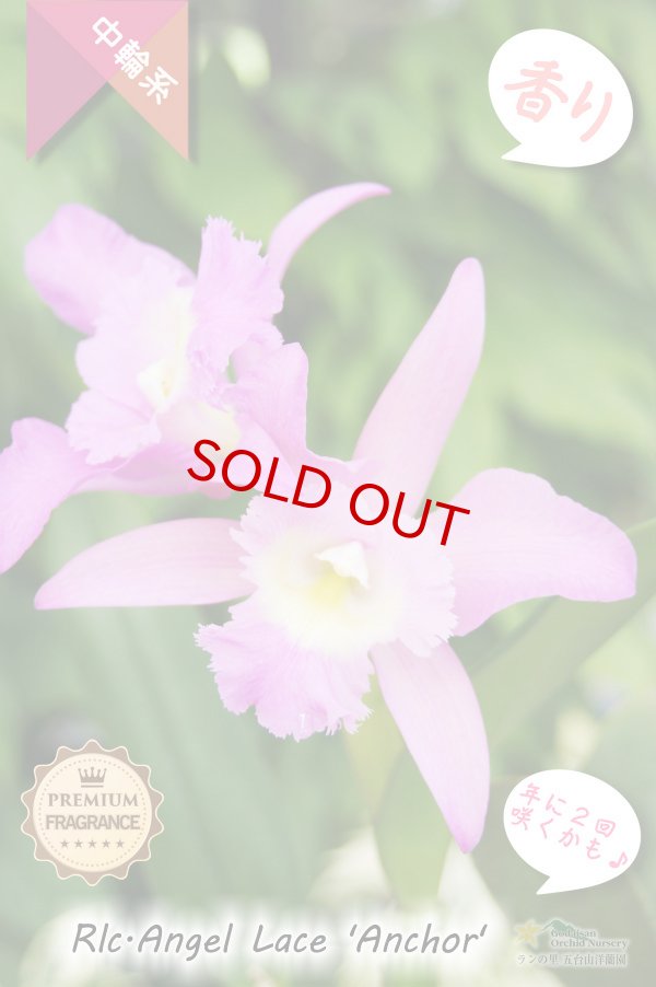 画像3: 【香りと２回咲き・フリル付きカトレア】Rlc.Angel Lace 'Anchor'（交配種）カトレア系　エンジェルレース‘アンカー' (3)