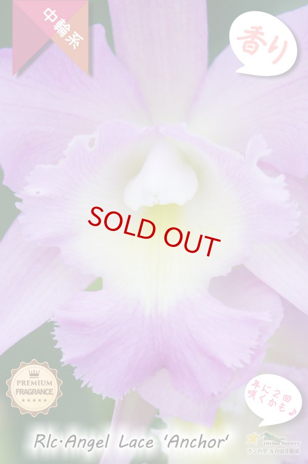 画像2: 【香りと２回咲き・フリル付きカトレア】Rlc.Angel Lace 'Anchor'（交配種）カトレア系　エンジェルレース‘アンカー' (2)