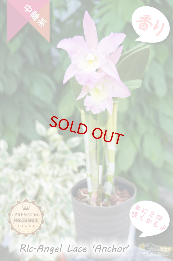 画像4: 【香りと２回咲き・フリル付きカトレア】Rlc.Angel Lace 'Anchor'（交配種）カトレア系　エンジェルレース‘アンカー' (4)