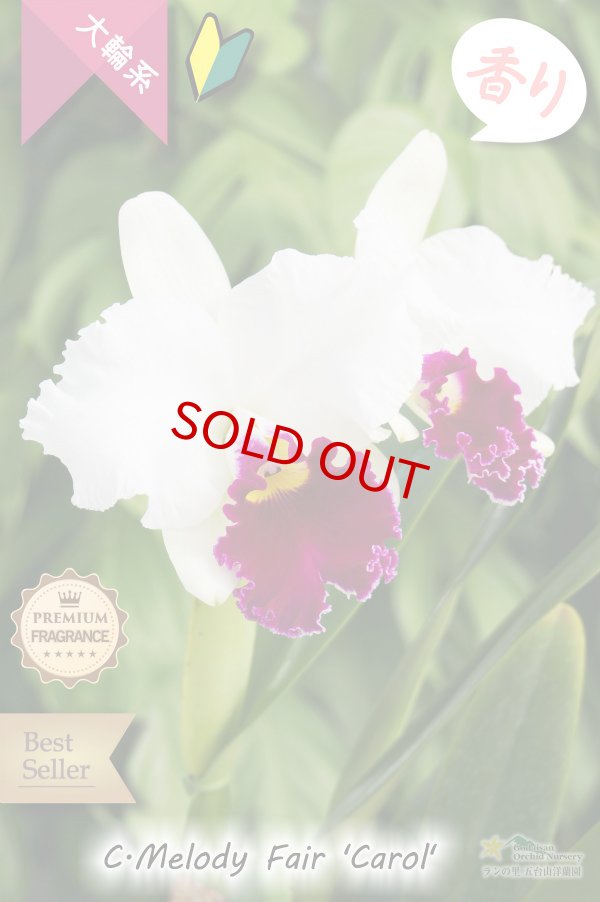 画像2: 【ふくよかな紅白のベストセラー大輪カトレア】 C[Lc].Melody Fair ’Carol’ HCC/AOS（交配種）カトレア　メロディーフェアー’キャロル’ (2)