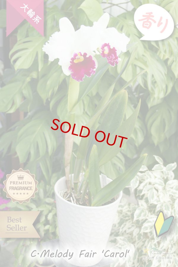 画像4: 【ふくよかな紅白のベストセラー大輪カトレア】 C[Lc].Melody Fair ’Carol’ HCC/AOS（交配種）カトレア　メロディーフェアー’キャロル’ (4)