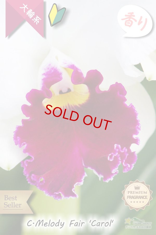 画像3: 【ふくよかな紅白のベストセラー大輪カトレア】 C[Lc].Melody Fair ’Carol’ HCC/AOS（交配種）カトレア　メロディーフェアー’キャロル’ (3)