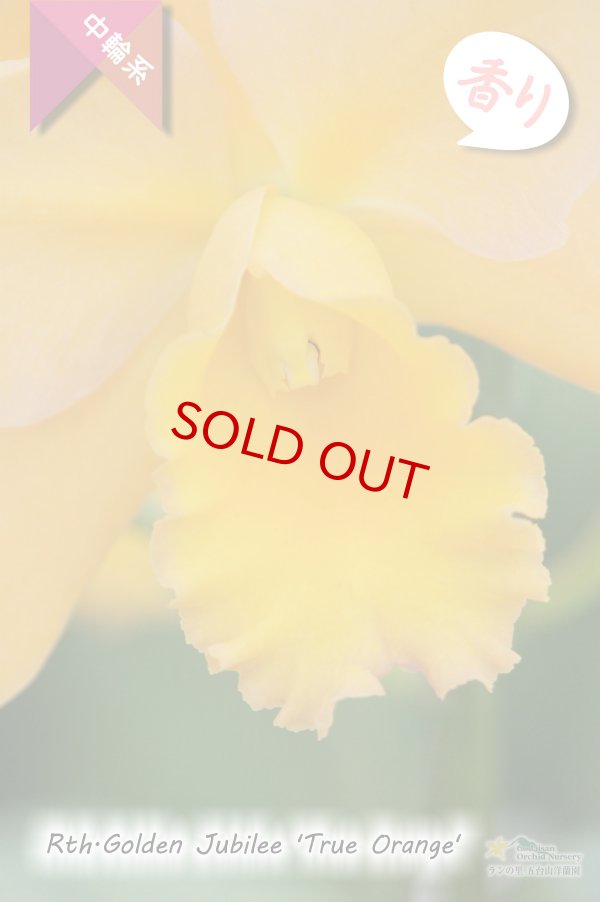 画像2: 【花持ちの良いオレンジイエロー色の中輪カトレア】Rth.Golden Jubilee 'True Orange'（交配種）カトレア系　ゴールデンジュビリー‘トゥルーオレンジ’ (2)