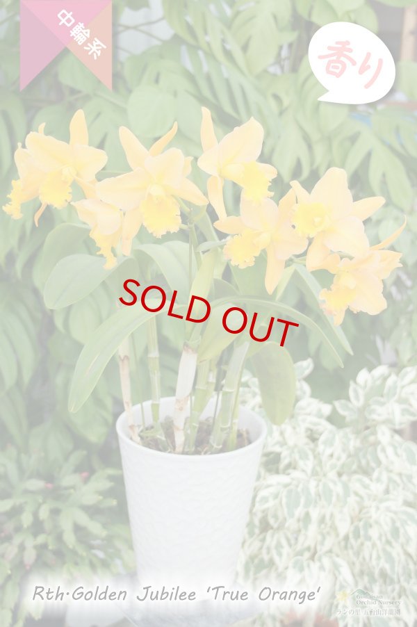 画像4: 【花持ちの良いオレンジイエロー色の中輪カトレア】Rth.Golden Jubilee 'True Orange'（交配種）カトレア系　ゴールデンジュビリー‘トゥルーオレンジ’ (4)