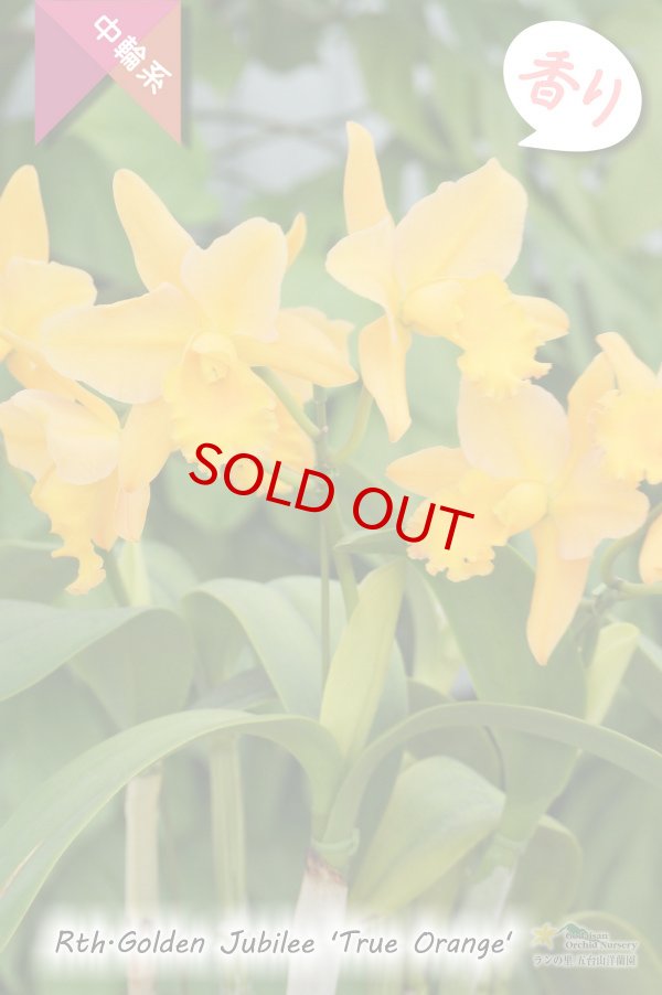 画像3: 【花持ちの良いオレンジイエロー色の中輪カトレア】Rth.Golden Jubilee 'True Orange'（交配種）カトレア系　ゴールデンジュビリー‘トゥルーオレンジ’ (3)