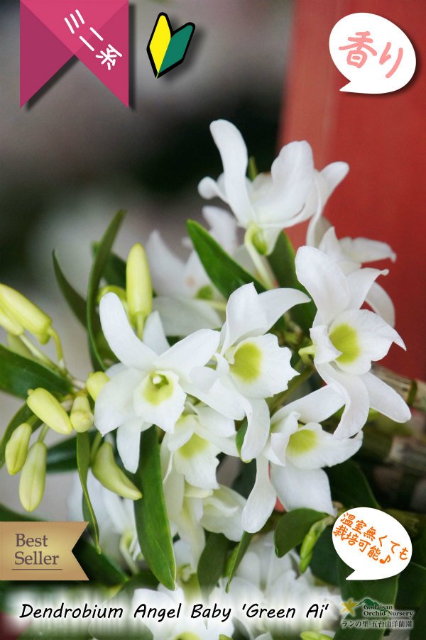 画像4: 【セッコクから進化したミニ系デンドロ】Den.Angel Baby 'Green Ai'（交配種）デンドロビウム　エンジェルベイビー‘グリーン愛’ (4)