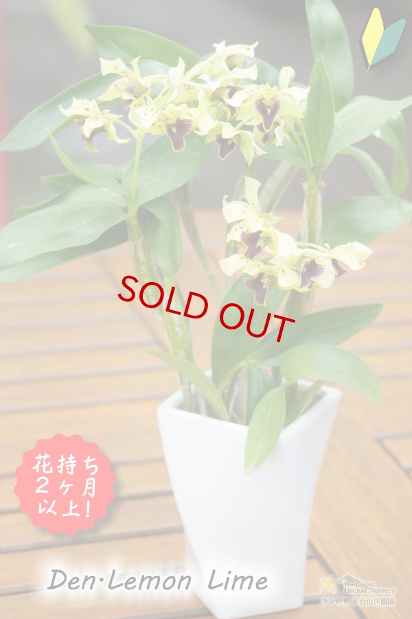 画像2: 【花持ち抜群!ニューギニア系デンドロ交配種】Den.Lemon Lime (交配種)デンドロビウム レモンライム (2)