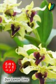 画像1: 【花持ち抜群！ニューギニア系デンドロ交配種】Den.Lemon Lime (交配種)デンドロビウム レモンライム (1)